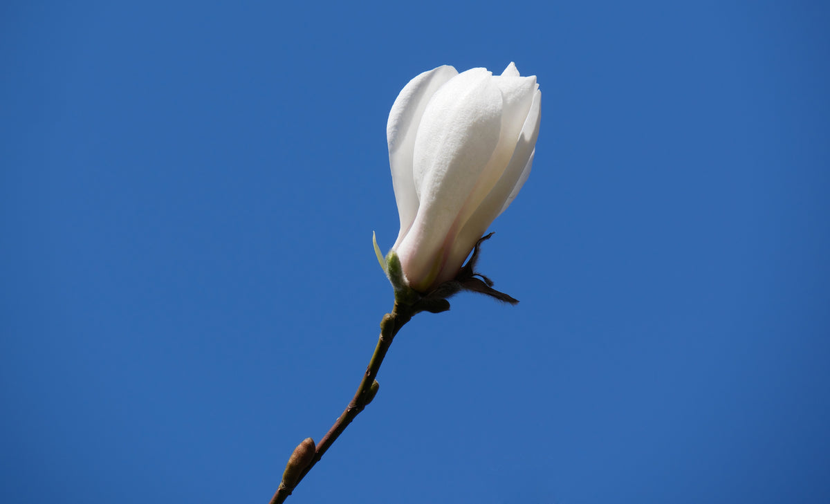 Magnolia kobus, 3-pack