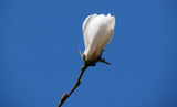 Magnolia kobus, 3-pack