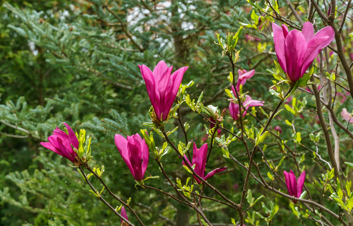 Magnolia 'Susan', 1-pack
