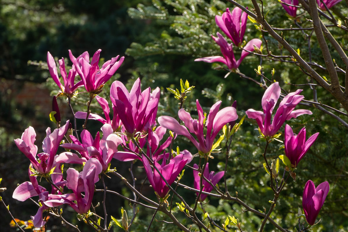 Magnolia 'Susan', 1-pack