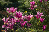 Magnolia 'Susan', 3-pack