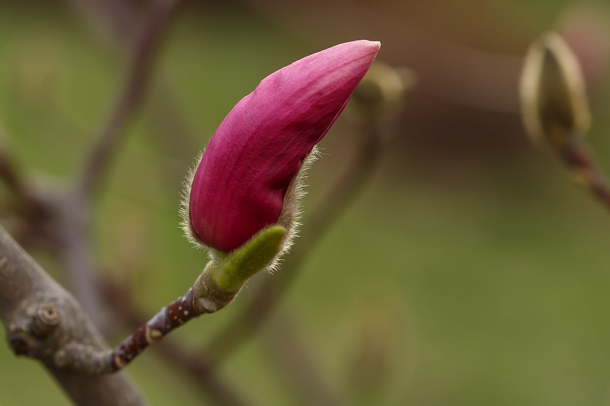 Magnolia 'Susan', 3-pack