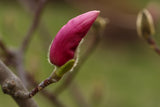 Magnolia 'Susan', 3-pack