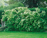 Philadelphus (Lemoinei-Gruppen) 'Mont Blanc', 10-pack