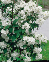 Philadelphus (Virginalis-Gruppen) 'Virginal', 1-pack