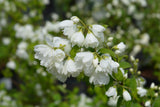 Philadelphus (Virginalis-Gruppen) 'Virginal', 1-pack