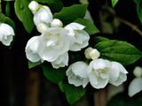 Philadelphus (Virginalis-Gruppen) 'Virginal', 1-pack
