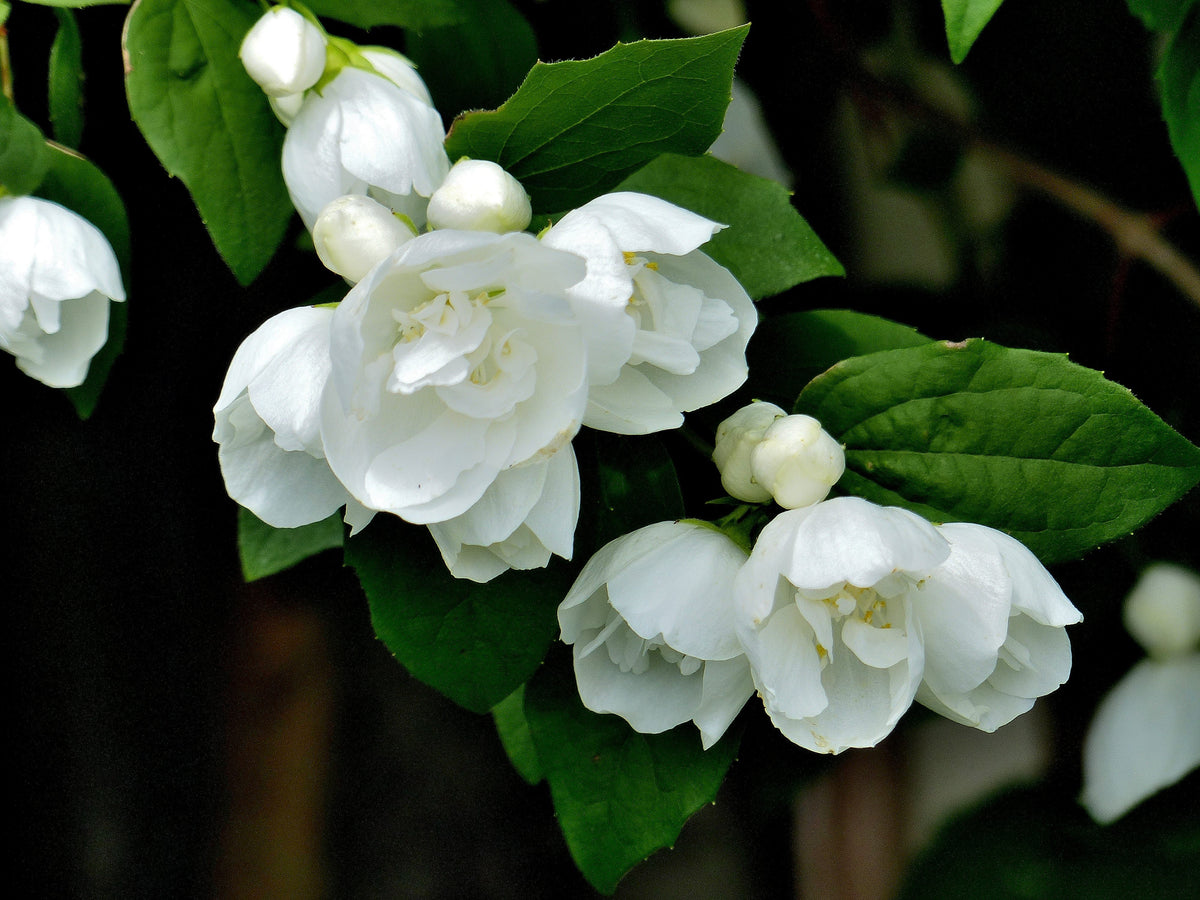 Philadelphus (Virginalis-Gruppen) 'Virginal', 10-pack
