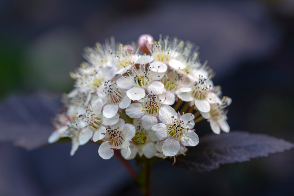 Physocarpus opulifolius 'Diabolo', 3-pack