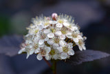Physocarpus opulifolius 'Diabolo', 3-pack