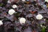 Physocarpus opulifolius 'Diabolo', 1-pack