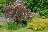 Physocarpus opulifolius 'Diabolo', 1-pack