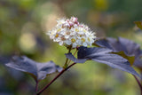Physocarpus opulifolius 'Diabolo', 5-pack