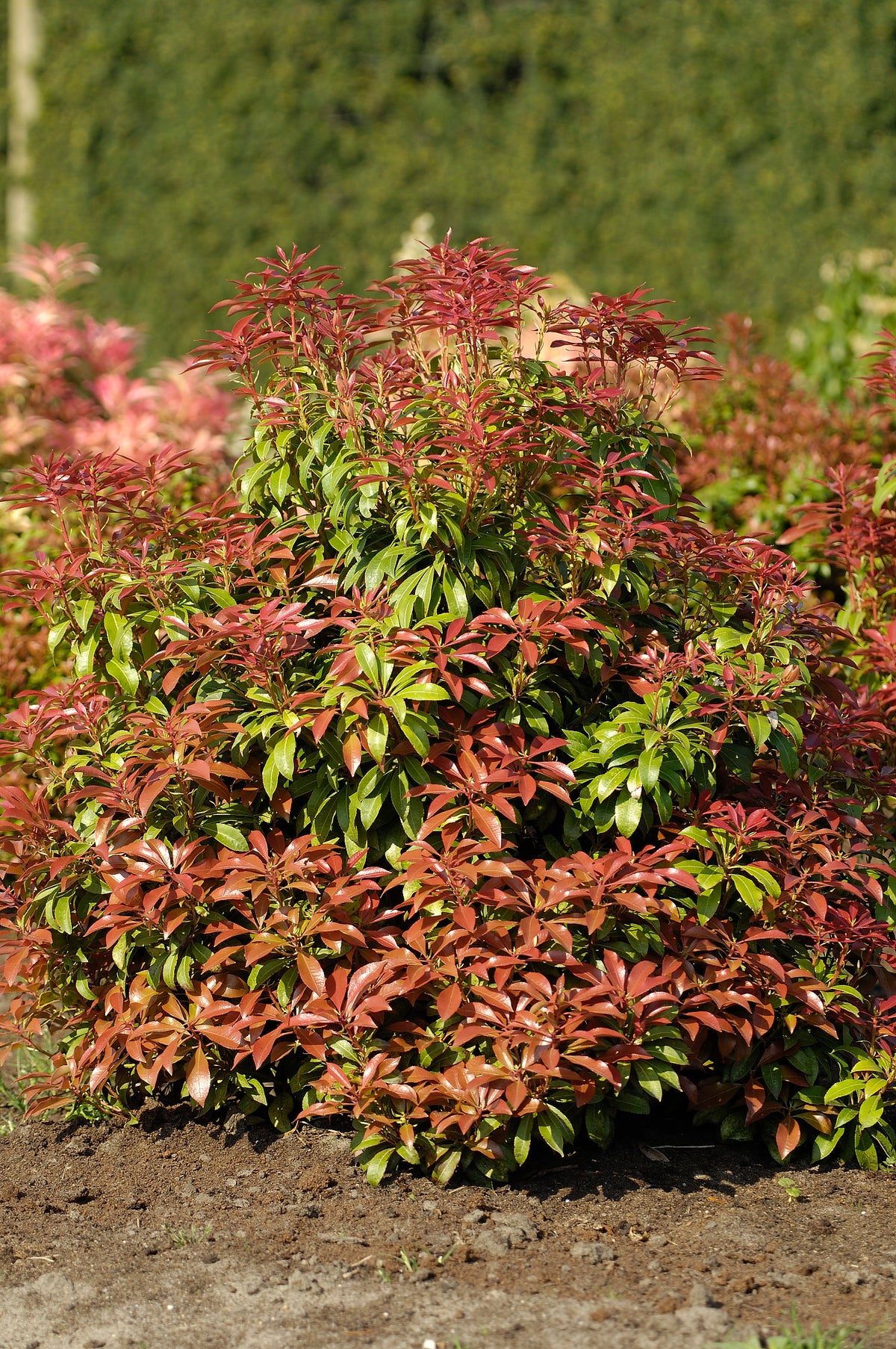 Pieris japonica Mountain Fire, 1-pack