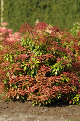 Pieris japonica Mountain Fire, 1-pack
