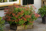 Pieris japonica Mountain Fire, 1-pack