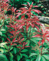 Pieris japonica Mountain Fire, 1-pack