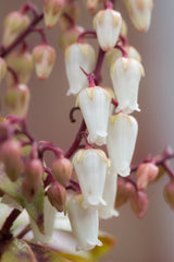 Pieris japonica Mountain Fire, 1-pack