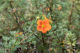 Trädgårdstok 'Hopleys Orange' co 10-pack