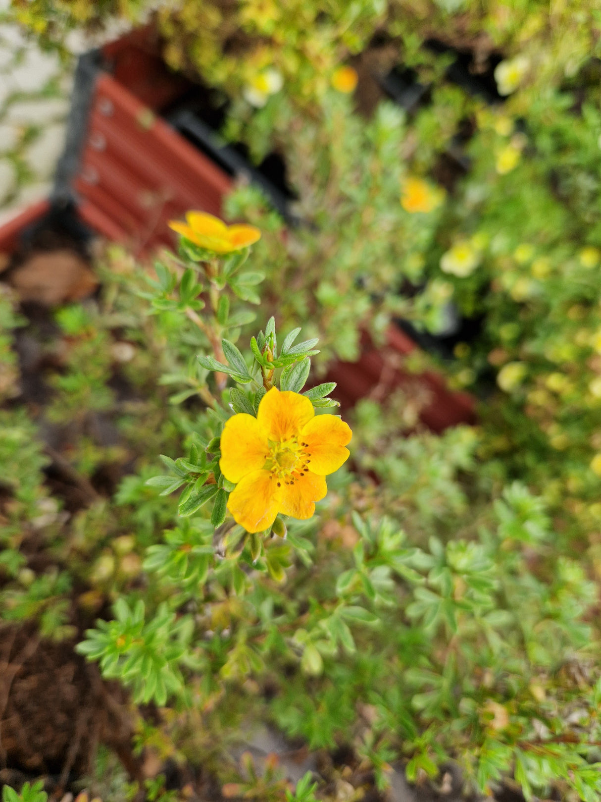 Trädgårdstok 'Hopleys Orange' co 1-pack