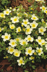 Trädgårdstok 'Limelight' co 5-pack