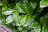 Prunus laurocerasus ETNA ('Anbri'), 1-pack