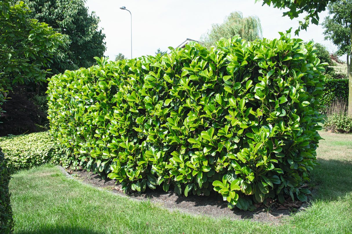 Prunus laurocerasus ETNA ('Anbri'), 1-pack