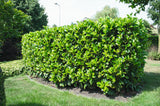 Prunus laurocerasus ETNA ('Anbri'), 1-pack
