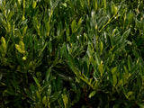 Prunus laurocerasus 'Otto Luyken', 5-pack
