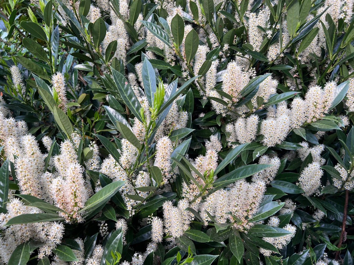 Prunus laurocerasus 'Otto Luyken', 5-pack