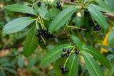 Prunus laurocerasus 'Otto Luyken', 3-pack