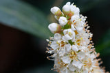 Prunus laurocerasus 'Otto Luyken', 3-pack