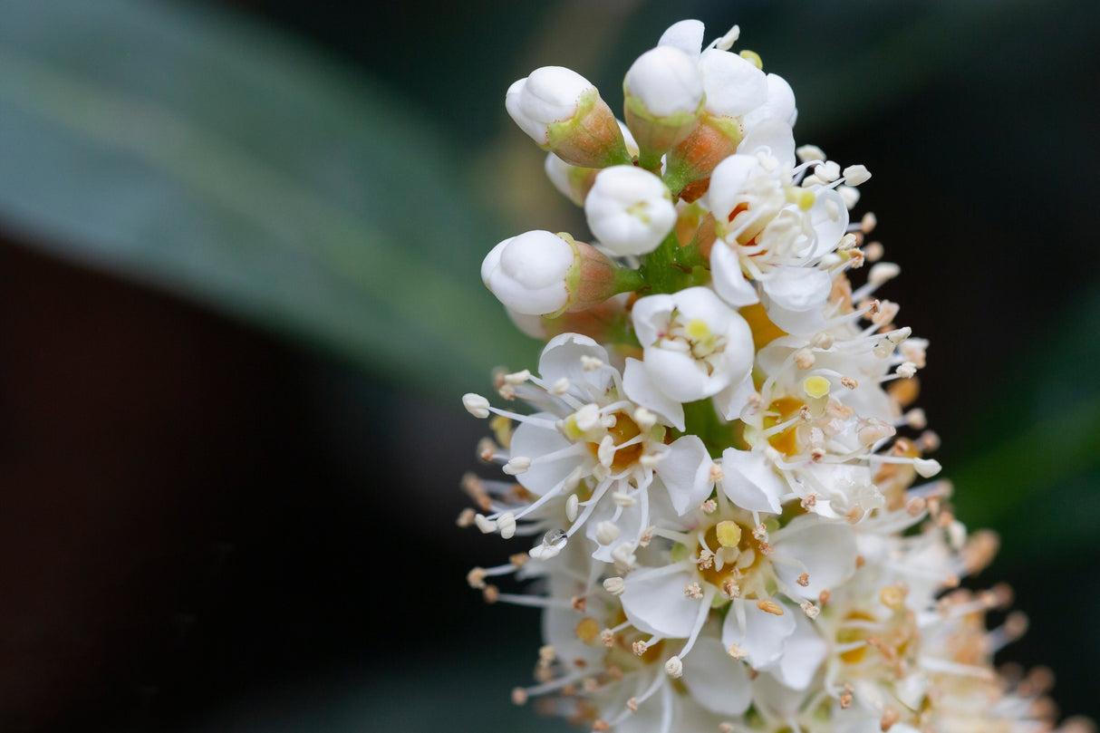 Prunus laurocerasus 'Otto Luyken', 10-pack