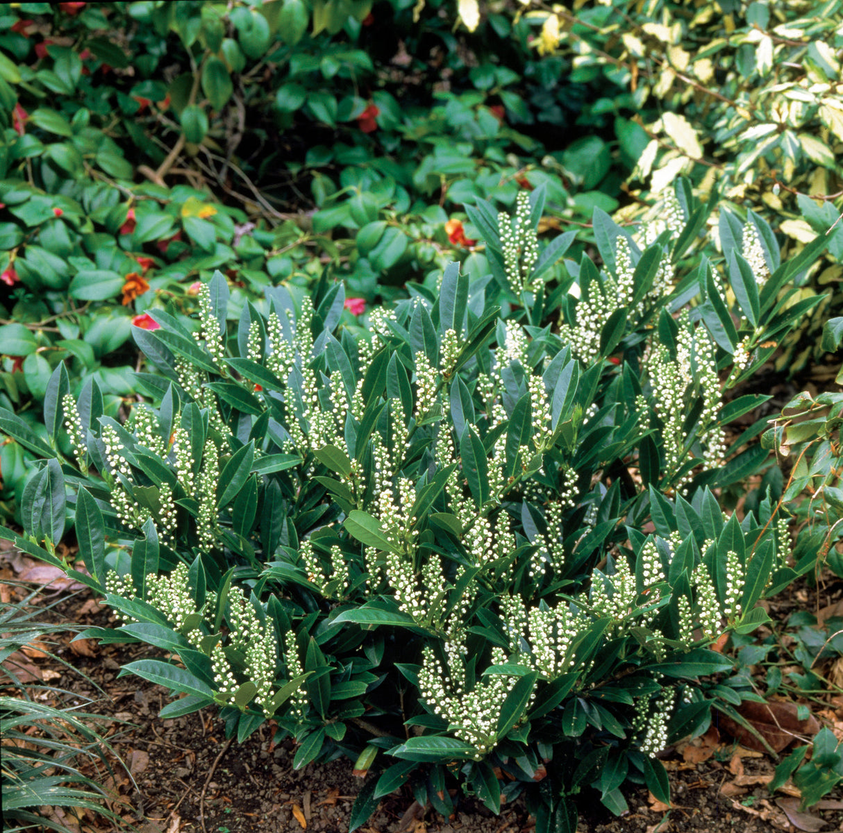Prunus laurocerasus 'Otto Luyken', 3-pack