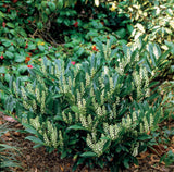 Prunus laurocerasus 'Otto Luyken', 3-pack