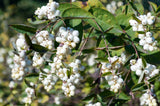 Symphoricarpos albus, 10-pack