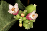 Symphoricarpos albus, 10-pack