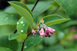Symphoricarpos albus, 10-pack