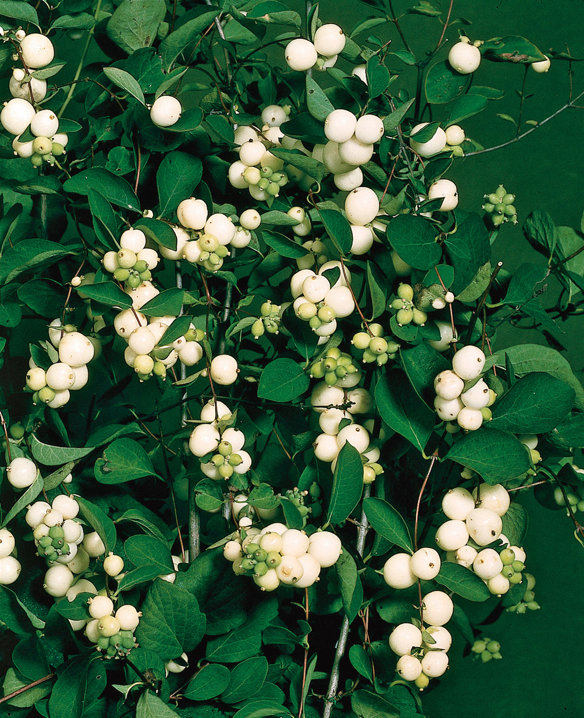 Symphoricarpos albus, 10-pack