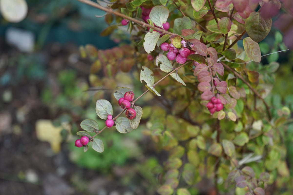 Symphoricarpos ? doorenbosii 'Magic Berry', 1-pack