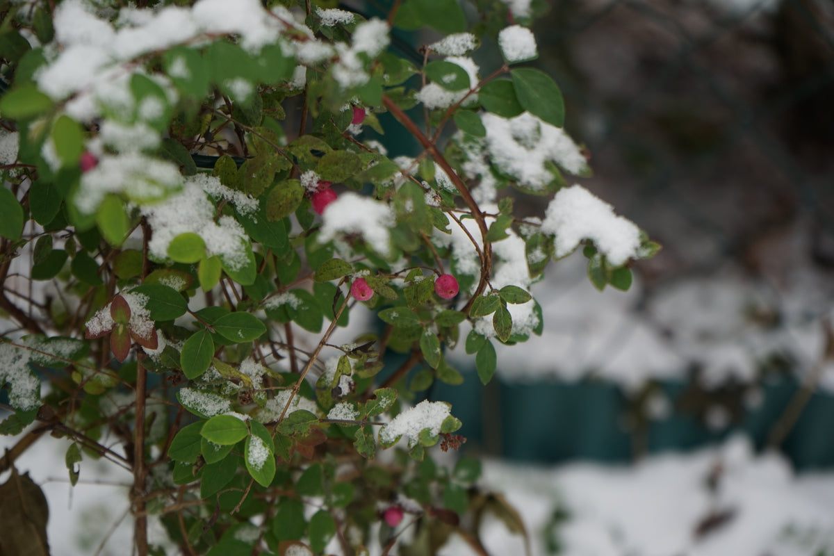 Symphoricarpos ? doorenbosii 'Magic Berry', 1-pack