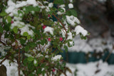 Symphoricarpos ? doorenbosii 'Magic Berry', 1-pack