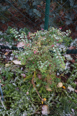 Symphoricarpos ? doorenbosii 'Magic Berry', 1-pack