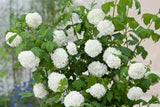 Viburnum opulus 'Roseum', 3-pack