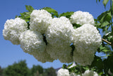 Viburnum opulus 'Roseum', 3-pack