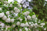 Viburnum opulus 'Roseum', 3-pack