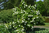 Viburnum opulus 'Roseum', 1-pack