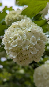 Viburnum opulus 'Roseum', 3-pack