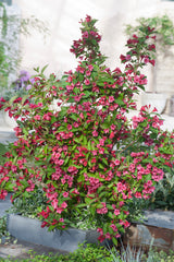 Weigela 'Bristol Ruby', 3-pack