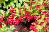 Weigela 'Bristol Ruby', 10-pack